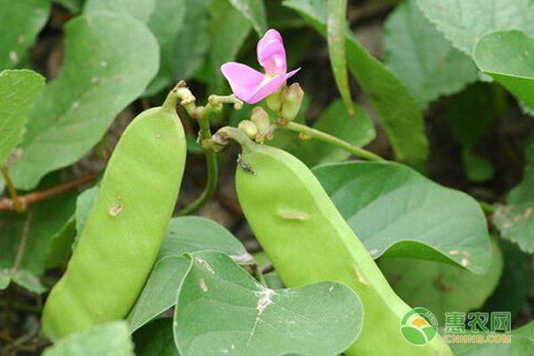 åˆ€è±†ç§æ¤æ—¶é—´ä¸Žæ ½åŸ¹æŠ€æœ¯è¦ç‚¹