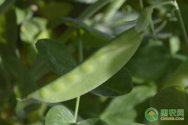 è·å…°è±†çš„è‚¥æ–™é‡æ˜¯å¤šå°‘ï¼Ÿç§æ¤è·å…°è±†çš„æ–½è‚¥æ–¹æ³•