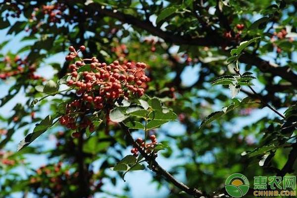 èŠ±æ¤’3æœˆâ€”5æœˆçš„ç®¡ç†æŠ€æœ¯è¦ç‚¹