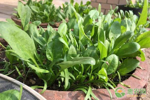 é˜³å°è èœçš„ç§æ¤æ­¥éª¤åŠå…»æŠ¤æ–¹æ³•