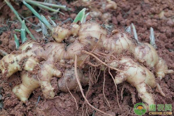 ç”Ÿå§œé«˜äº§ç§æ¤æŠ€æœ¯è¦ç‚¹