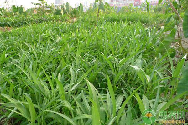 ç©ºå¿ƒèœçš„å“ç§é€‰æ‹©åŠç§æ¤ç‰¹ç‚¹