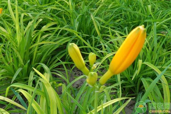 é»„èŠ±èœé«˜æ•ˆç§æ¤æŠ€æœ¯è¦ç‚¹