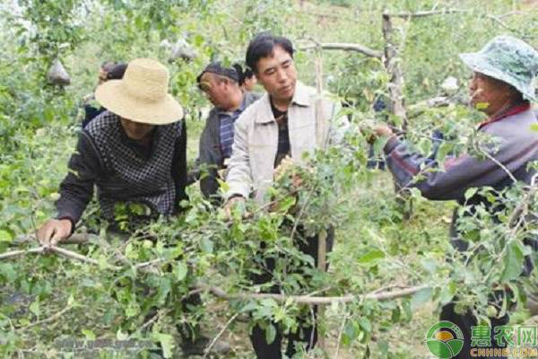 æžœå›­å†°é›¹ç¾å®³çš„æ‰“ç†æŽªæ–½