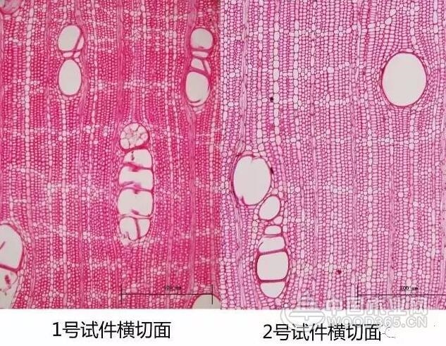 The difference between Thai rubber wood and Vietnamese rubber wood