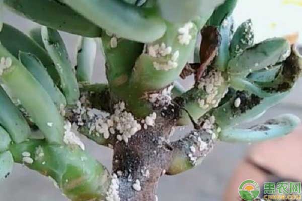 å¤šè‚‰æ¤ç‰©ç”Ÿèš§å£³è™«çš„åŽŸå› 