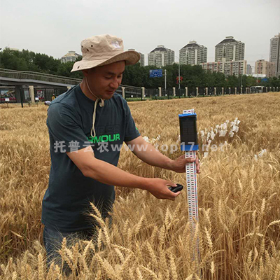 Wheat plant height measuring instrument