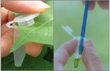 Test strip for detecting genetically modified organisms