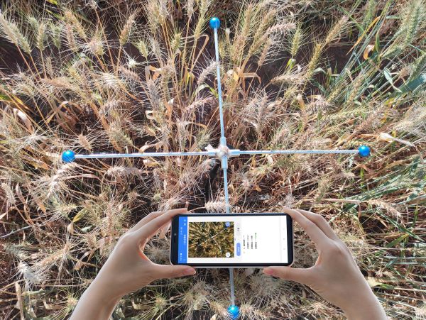 Wheat ear number measurement system per mu