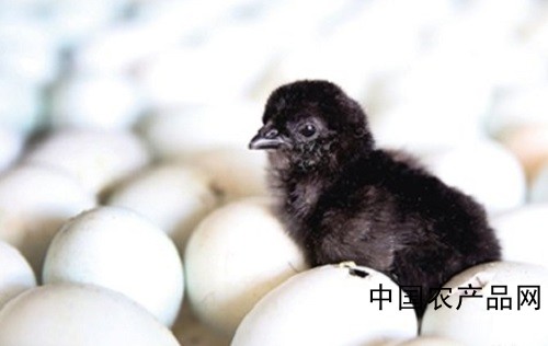 How can we guarantee the survival rate of black-bone chicks and its egg production rate?