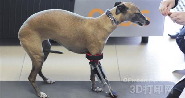 Mexico's first dog 3D printed prosthesis successfully installed
