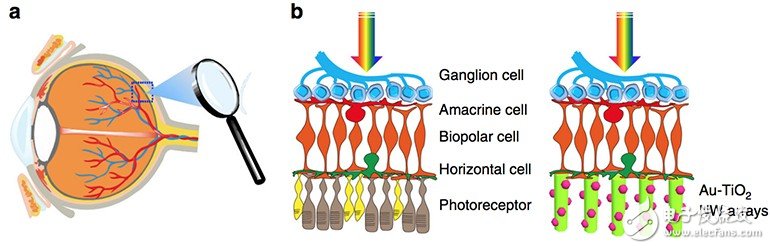 Research team develops artificial photoreceptors to restore blind eyesight