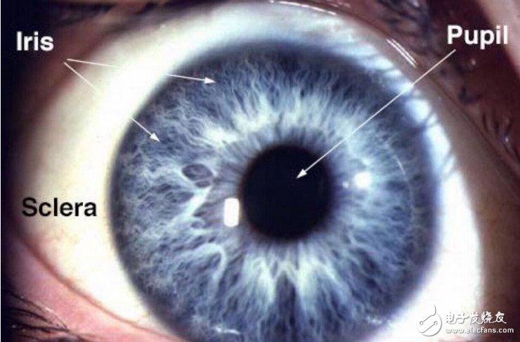 Areas where the human eye can be used for authentication