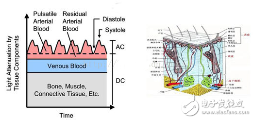 Heart rate sensor core principle