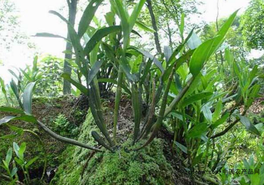 The head of the Nine Great Grasses: Dendrobium