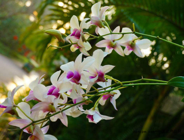 The head of the Nine Great Grasses: Dendrobium