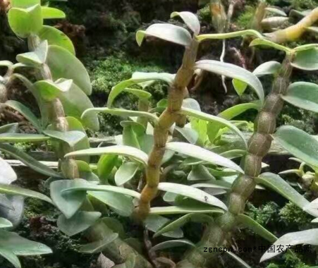 The head of the Nine Great Grasses: Dendrobium