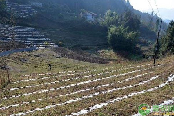 é«˜å±±èŒ¶å›­çš„ç»¼åˆé˜²æ²»å†»å®³æŽªæ–½