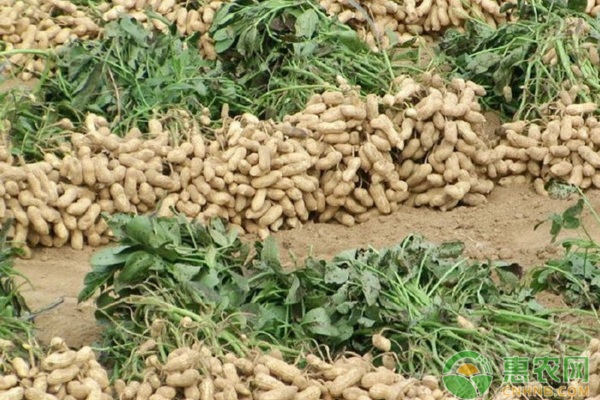 èŠ±ç”Ÿç§æ¤è¯¾å ‚ï¼šå­¦ä¹ èŠ±ç”ŸæŽ§æ—ºæŠ€å·§ï¼ŒæŽŒæ¡è¿™ä¸‰ç‚¹æ˜¯å…³é”®ï¼