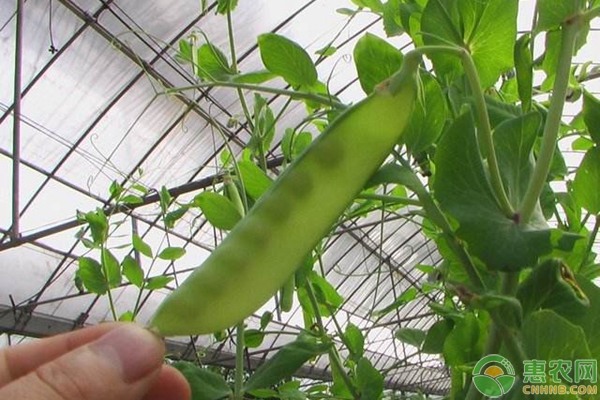 è±Œè±†ç§æ¤æ—¶é—´åŠç§æ¤æŠ€æœ¯è¦ç‚¹