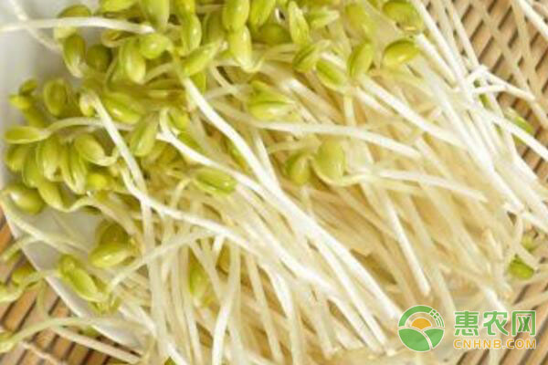 é’è±†èŠ½è”¬èœå¤§æ£šæ ½åŸ¹æŠ€æœ¯