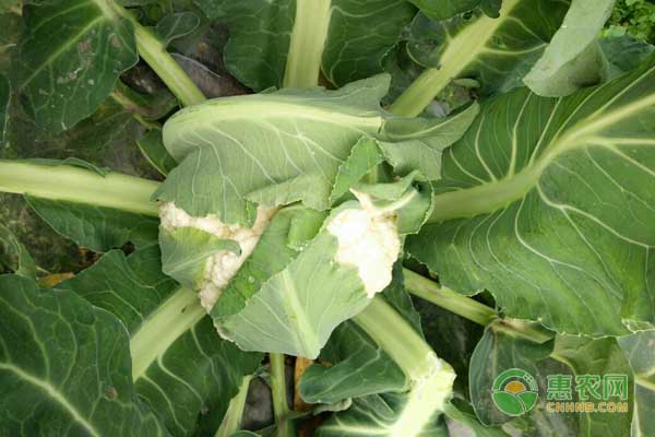 é™ˆåœºé•‡éœ²åœ°æ¾èŠ±èœâ€”è¥¿ç“œâ€”æ¾èŠ±èœæ ½åŸ¹æ¨¡å¼ä»‹ç»