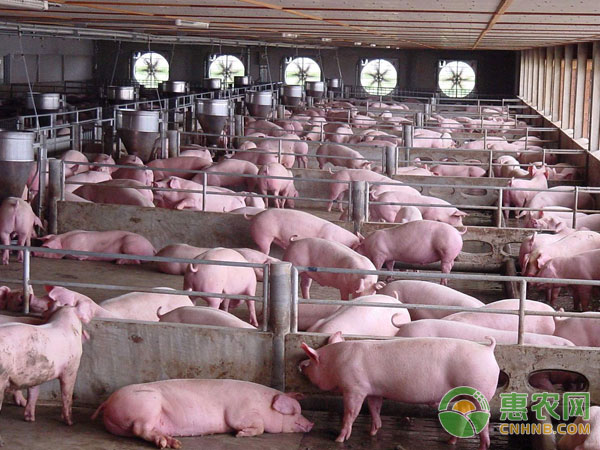Response to heat stress in pigs