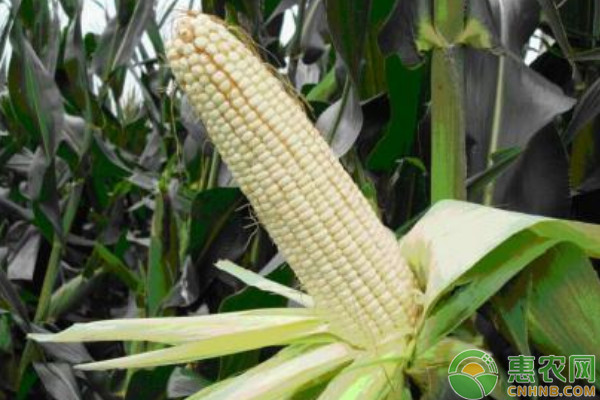 水果玉米优质高产栽培技术