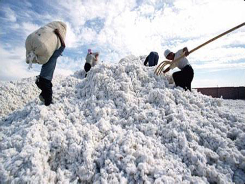 Shandong cotton farmers reduced to a foregone conclusion