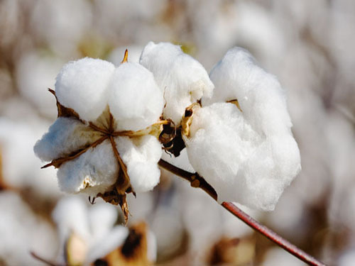 Domestic cotton market prices fell slightly