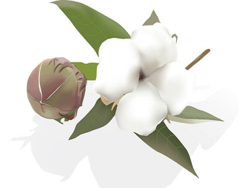 Xinjiang cotton increased rapidly in the Mainland