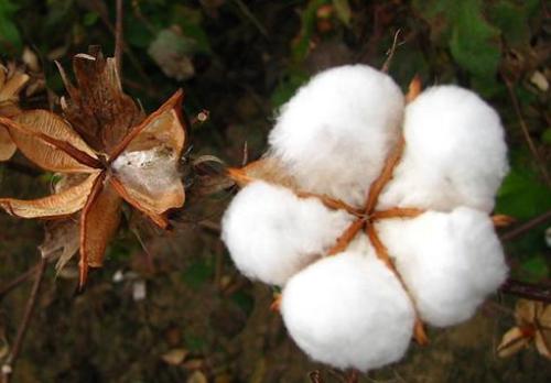 The United States has sown cotton 9% slightly slower than usual