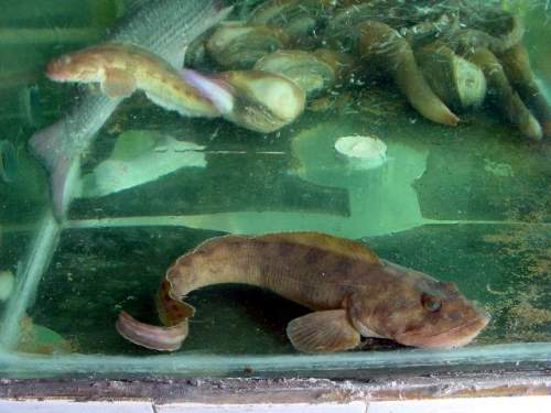An eel drives the billion-dollar industry