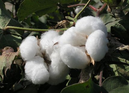 Indian cotton prices may plunge