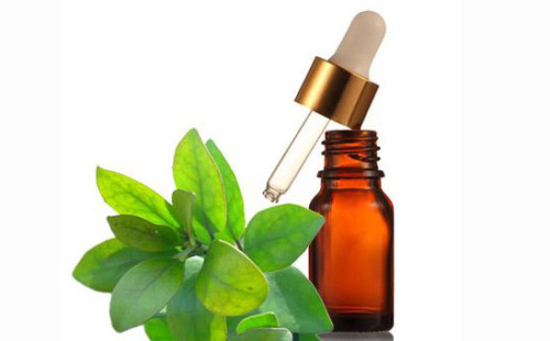 Indications and adverse reactions of natural plant extract wintergreen oil