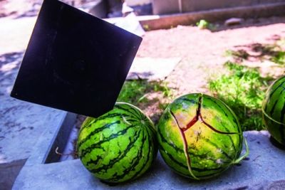 Bachelor hat cutting watermelon hot