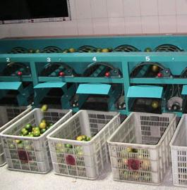 Domestic automatic fruit selection application