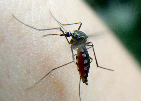 College students were poisoned by mosquitoes in 130 packs