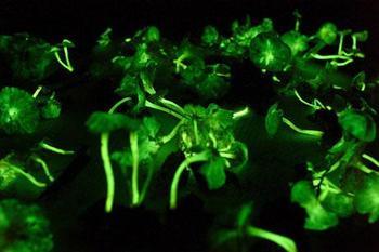 Can "light plants" be used as street lighting?