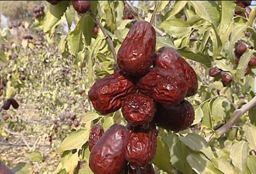 Tarim Muddy Harvest in Xinjiang Province