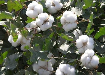Global cotton market oversupply for 4 consecutive years