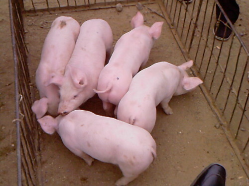 December 27, 2012 Piglet prices