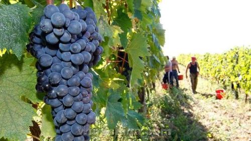 EU wine grape meets the lowest output in 50 years