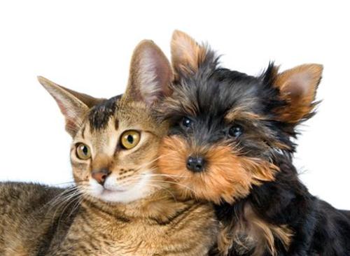 Cats and dogs are natural enemies? Dog blood can save cats!