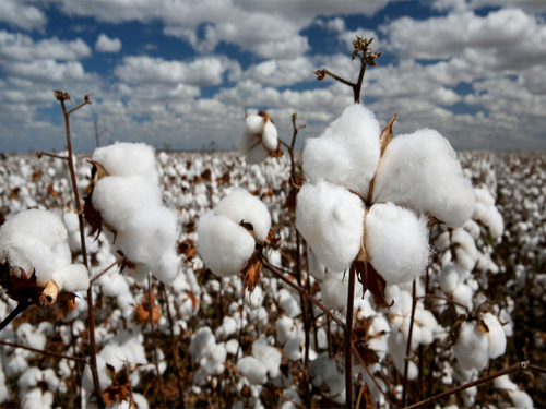 Global cotton will oversupply Prices will be under pressure