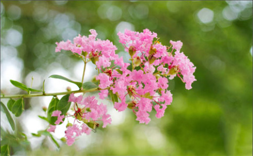 Lagerstroemia flowers add new varieties