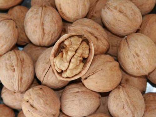 The first deep-grain walnut genome successfully deciphered