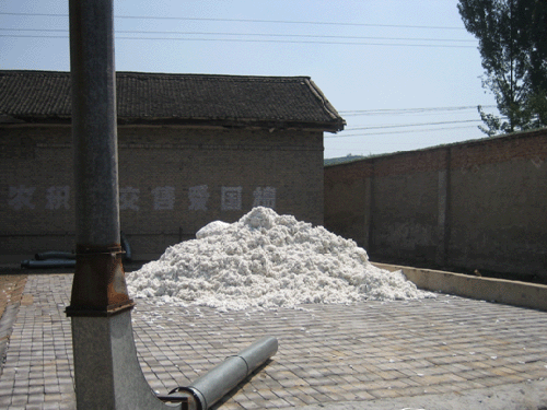 World cotton price collapse may affect cotton production next year