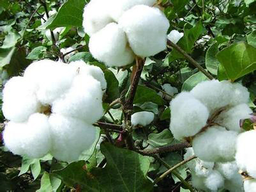 Cotton industry chain is in a circle