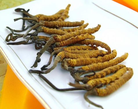 Identification of nourishing Chinese Cordyceps sinensis